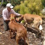 large dogs very welcome at Rutherglen Bed & Breakfast