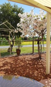 Corowa pet friendly bed and breakfast